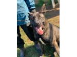 Black simil corso in adozione