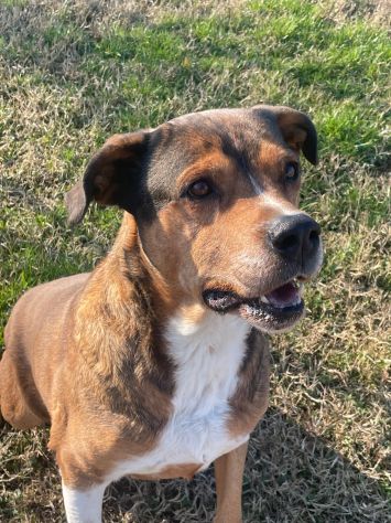 YAGO: SPLENDIDO CAGNOLONE DA ADOTTARE SUBITO - Foto 3