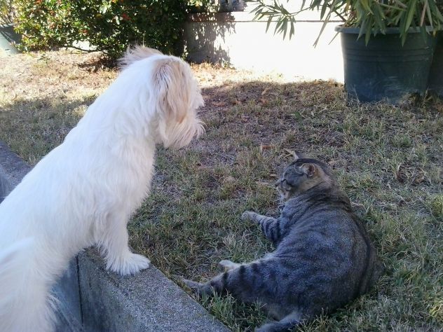 Dog sitter - Foto 2