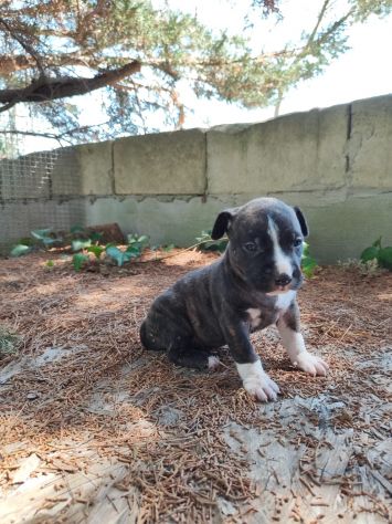 Cucciola Amstaff Tigrato Bianco con pedigree - Foto 3