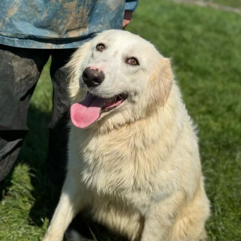 SUSY MERAVIGLIOSA E SOCIEVOLE CANE IN ADOZIONE - Foto 3