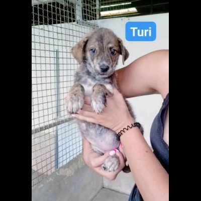 TANO, TURI, CETTA, MENA CUCCIOLI IN ADOZIONE - Foto 3