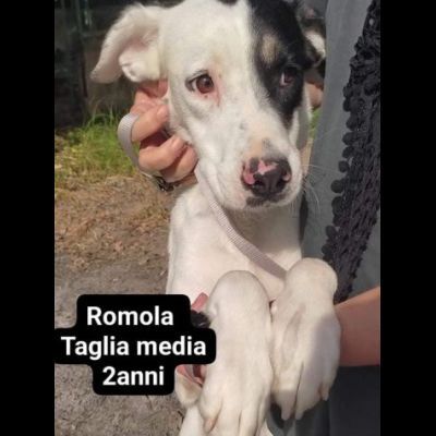 Cagnolini in adozione: RINGO ROMOLA BELLA FREDDY PABLO MONDO - Foto 3