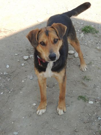 2 lupette in cerca di casa - Foto 5