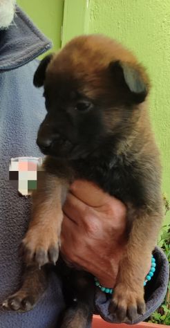 Cuccioli di Pastore Belga Malinois con pedigree - Foto 3