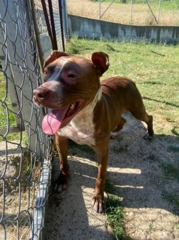 ZOE NON CE LA FA' PIÙ CANE IN ADOZIONE - Foto 2