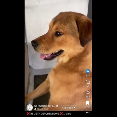 SIGFRIDO LA DOLCEZZA FATTA CANE, CANE IN ADOZIONE - Foto 4