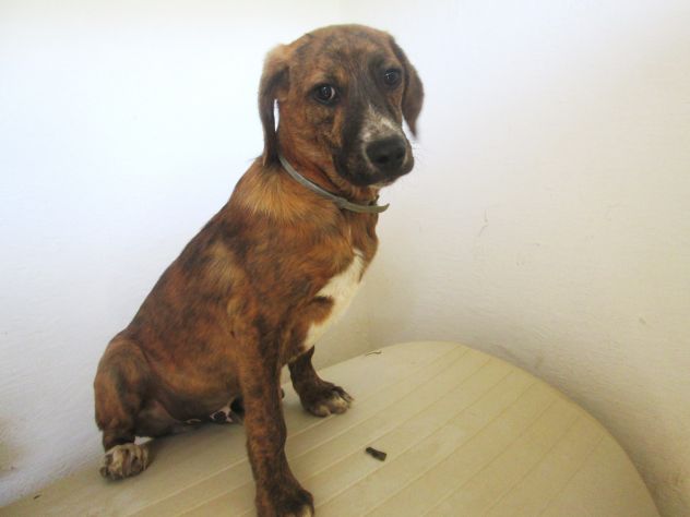 JACK, cucciolotto in cerca d’amore - Foto 3