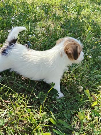 Cuccioli Jack Russell - Foto 7