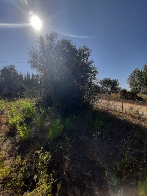 OLIVETO PAINEGGIANTE E VISTA MARE - Foto 2