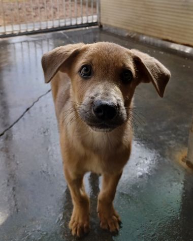 Paride dolce cucciolo in adozione - Foto 3