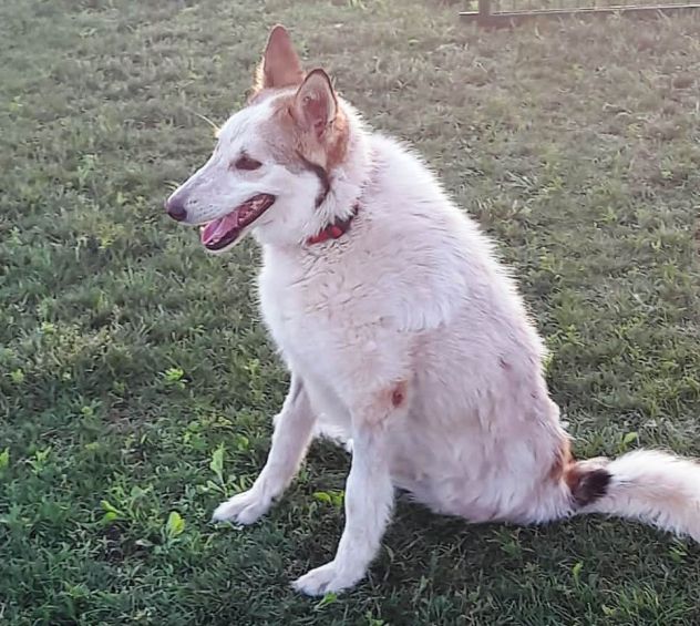 HUSKINA, incrocio collie, adozione del cuore - Foto 4