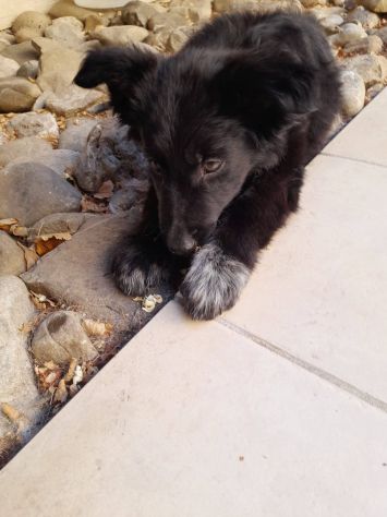 Cucciola - Foto 3