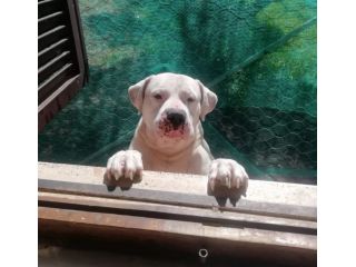 ORSO, Dogo Argentino taglia XL