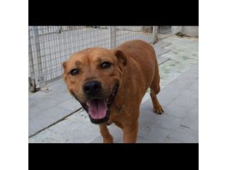 RED CERCA SALVEZZA CANE IN ADOZIONE