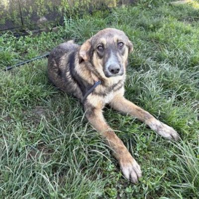 JOHNNY LA DOLCEZZA, CUCCIOLO IN ADOZIONE - Foto 6