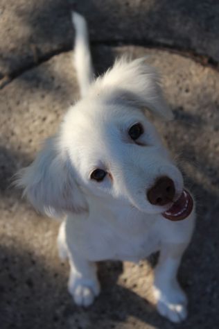Molly, cucciola cerca famiglia - Foto 2
