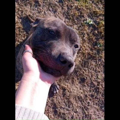ZAZA'  straordinario dolce simpaticone cane in adozione - Foto 5