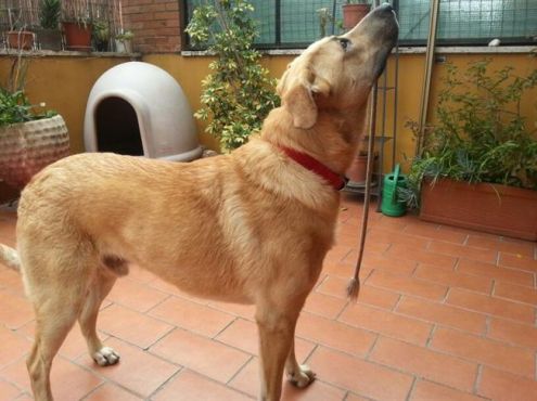 REX, cucciolone affettuoso - Foto 2