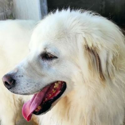 DUE MERAVIGLIE DIMENTICATE, CANI IN ADOZIONE - Foto 4