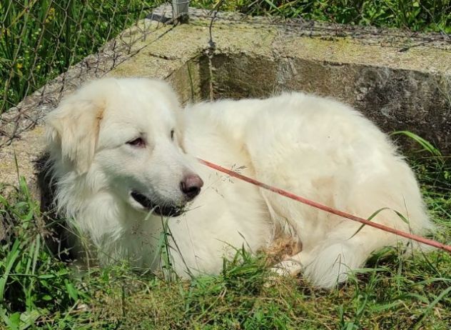 CANE DA ADOTTARE - Foto 8