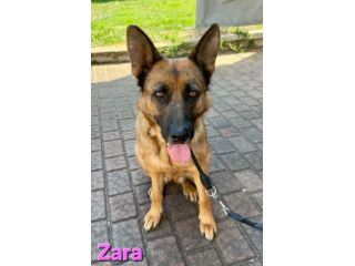 ZARA,splendida pastore tedesco abbandonata