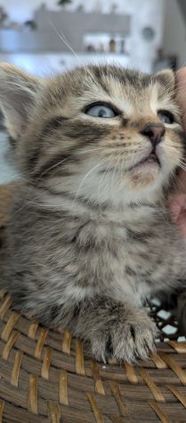 Pensione casalinga per animali da compagnia a Mondovì