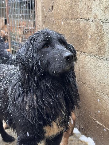 KUMBA, pastorino dolcissimo ignorato da tutti! - Foto 9