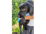 Leo giovane cagnolino taglia medio piccola 12,14 kg