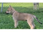 disponibili cuccioli di cane lupo cecoslovacco