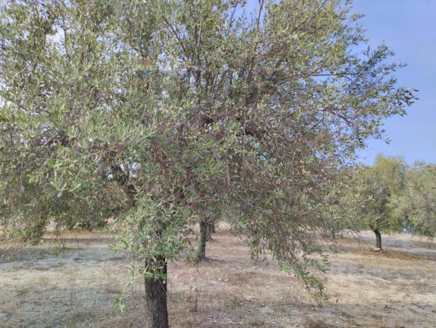 Terreno Edificabile in vendita a Noto - Foto 4
