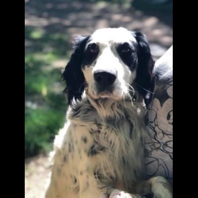CEDRIC, SETTER INGLESE, UNA MERAVIGLIA CHE CERCA CASA, CANE IN ADOZIONE - Foto 8
