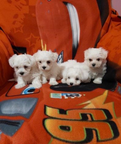 maltese cuccioli