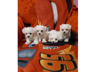 maltese cuccioli