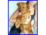 LINK, CAGNOLINO DOLCISSIMO CERCA UNA FAMIGLIA
