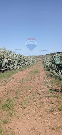 Terreno in vendita a Caltagirone - Foto 5