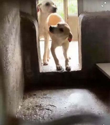 JANNICH E CARLOS CUCCIOLI IN ADOZIONE - Foto 4
