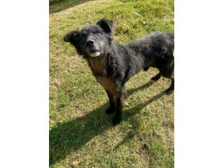 Rocky e la sua storia cagnolino in adozione
