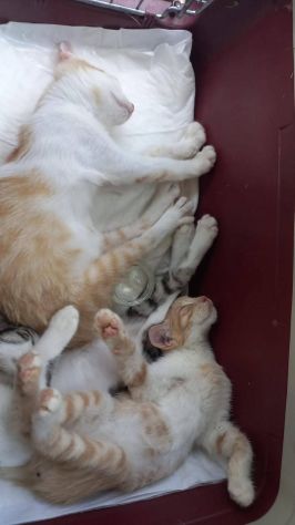 Gattini meravigliosi cercano famiglia - Foto 2