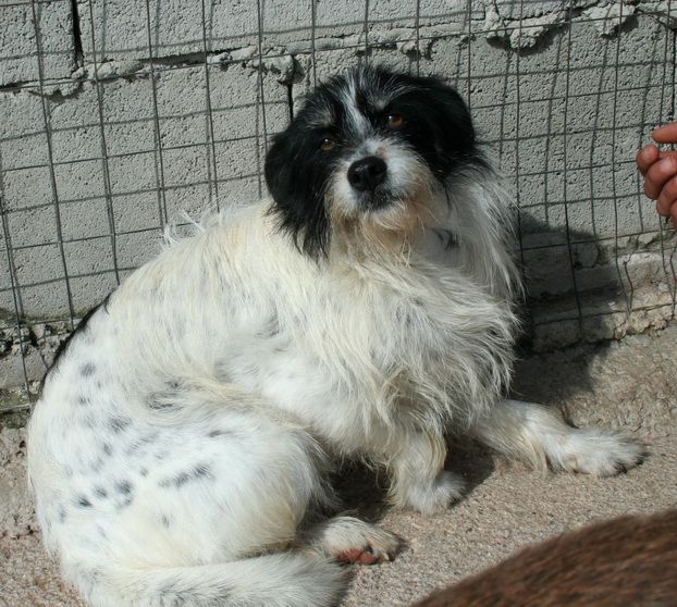 Dolcissimi cagnolini taglia piccola e media - Foto 5