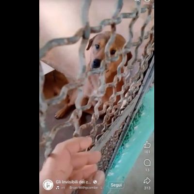 SIGFRIDO DOLCISSIMO CANE IN ADOZIONE - Foto 6
