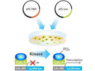 RIPETIZIONI CHIMICA BIOCHIMICA