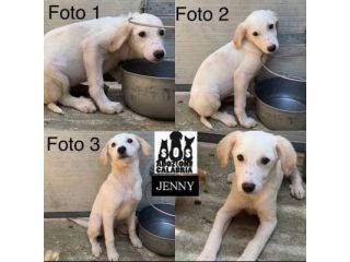 CUCCIOLI IN ADOZIONE