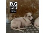 CUCCIOLI IN ADOZIONE