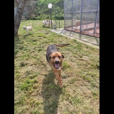 BULLO CONCENTRATO DI TENEREZZA, CANE IN ADOZIONE - Foto 9