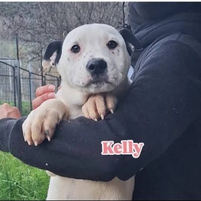 KARIN E I SUOI CUCCIOLI KURT E KELLY, CANI IN ADOZIONE - Foto 2