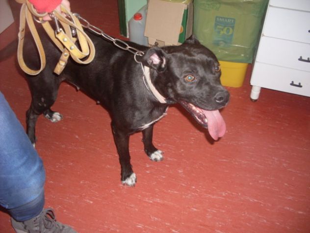 DORA, cucciolona mix corso pitbull - Foto 4