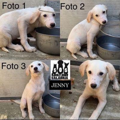 CUCCIOLI IN ADOZIONE - Foto 10