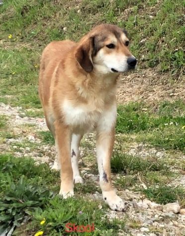 SKOOL SOCIEVOLE E TENERO CAGNOLINO IN ADOZIONE MERITA UNA VITA - Foto 3