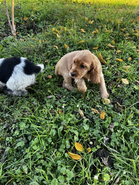 Cuccioli di Shihztu (Shih Tzu) - Foto 5